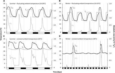 Ambient Temperature Cycles Affect Daily Torpor and Hibernation Patterns in Malagasy Tenrecs